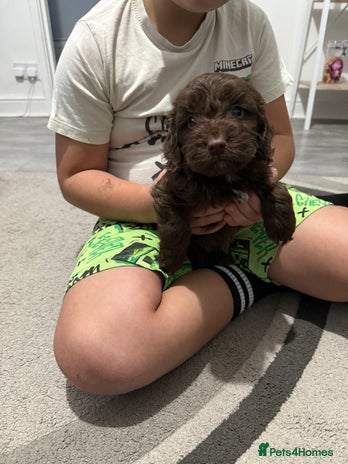 Cockapoo dogs F1 Cockapoo’s - Advert 9