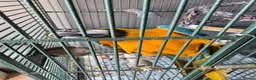 Macaws birds for sale: Missy the Macaw in Bristol - Advert 7
