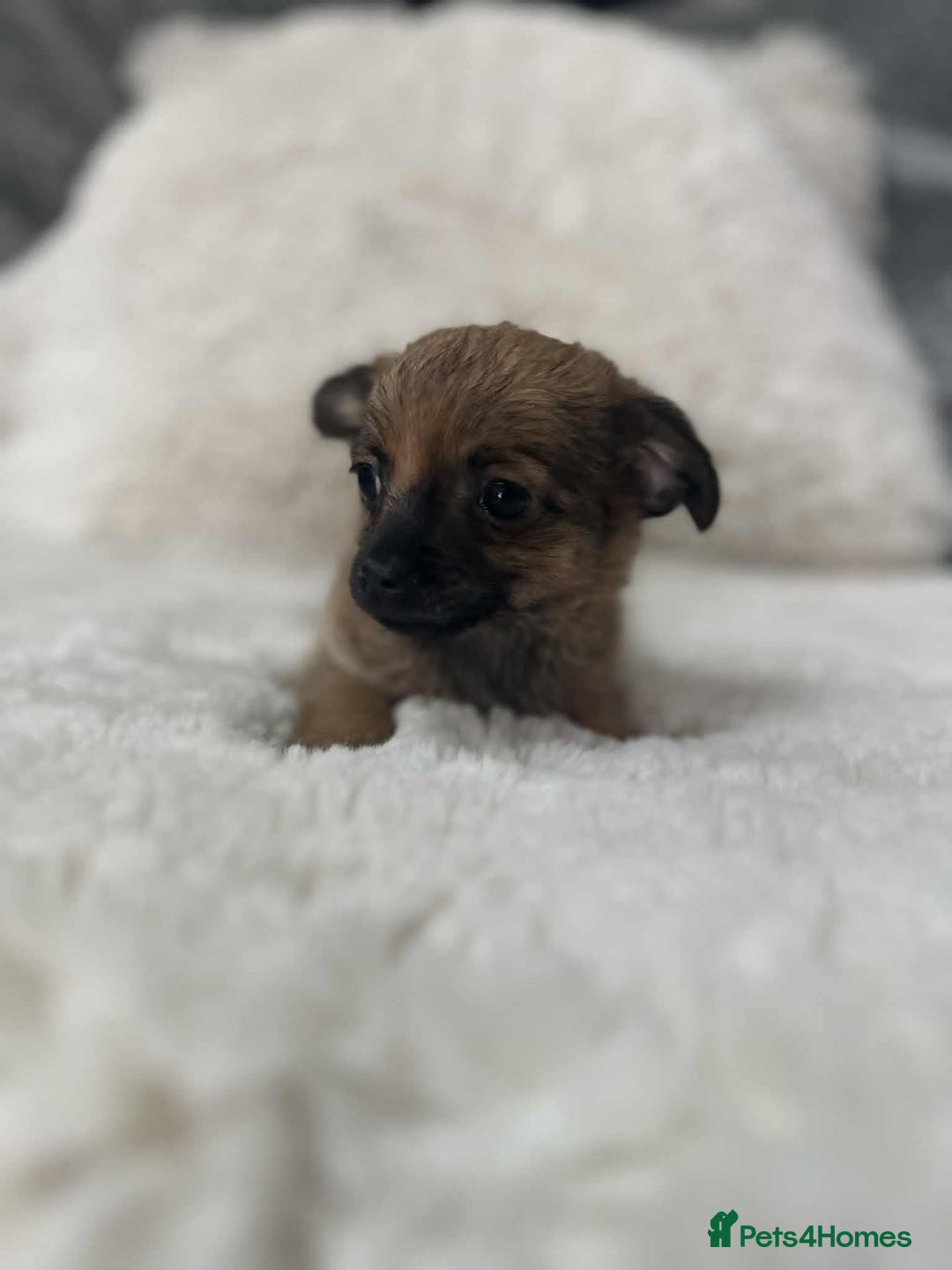 Chihuahua dogs for sale: chihuahua puppies - Image 5