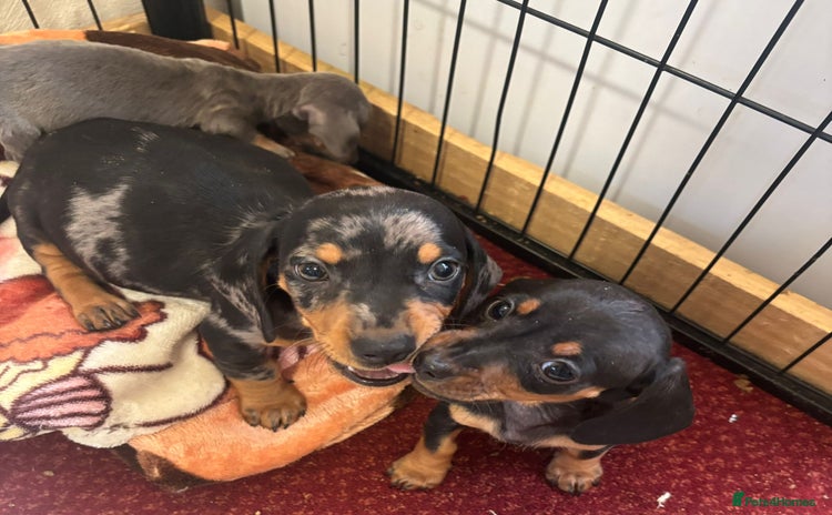 Miniature Dachshund dogs - Advert 3