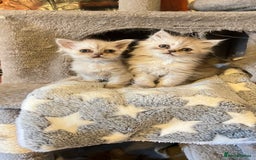 Persian cats for sale: Persian kitten ready to go - Image 17