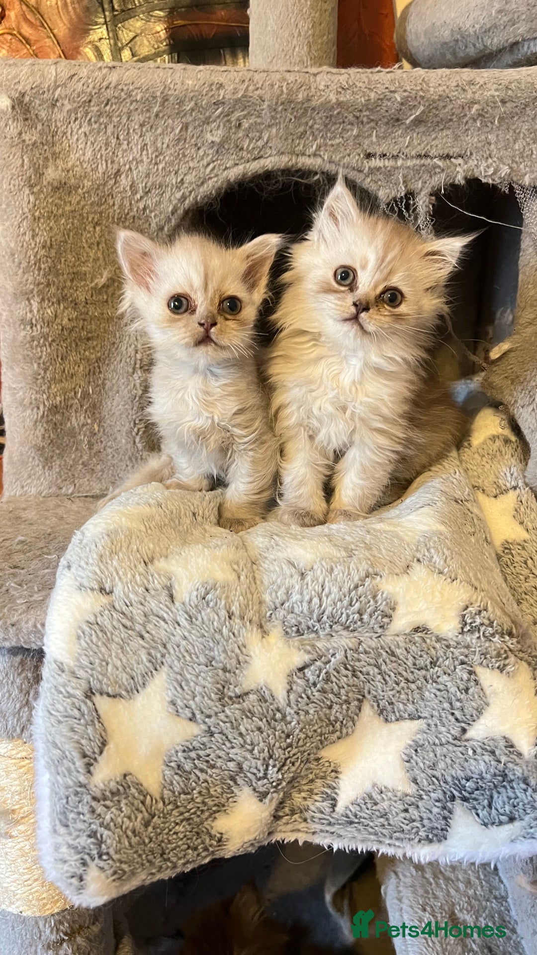 Persian cats for sale: Persian kitten ready to go - Image 17