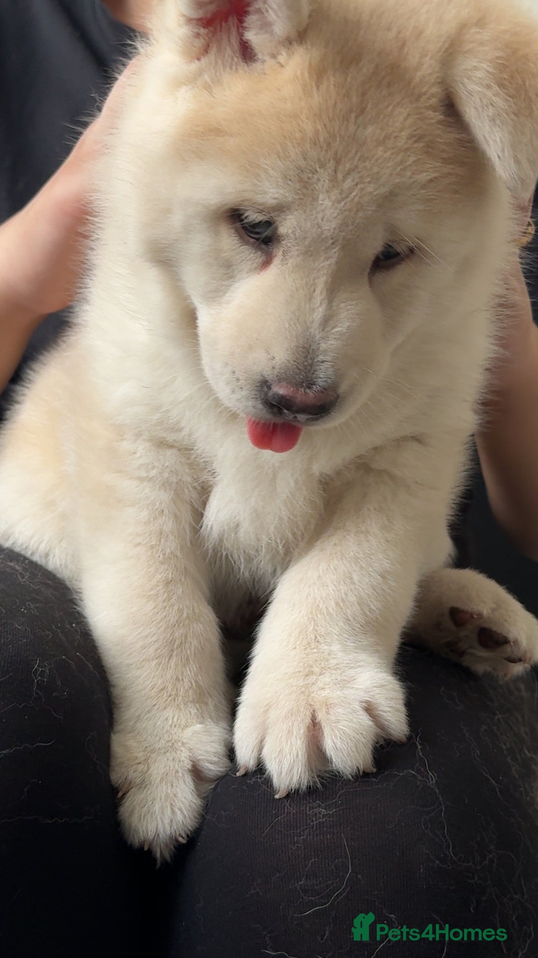 Siberian Husky dogs for sale: Siberian husky puppies  - Image 4