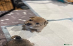 Mixed Breed dogs for sale: STUNNING UNIQUE PUPS 💙💗 - Image 12