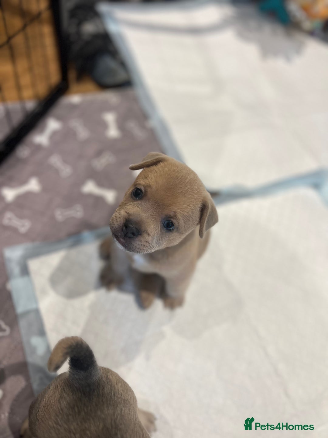 Mixed Breed dogs for sale: STUNNING UNIQUE PUPS 💙💗 - Image 12