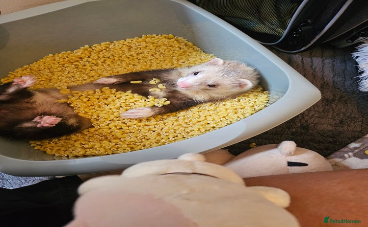 Ferret rodents - Advert 2