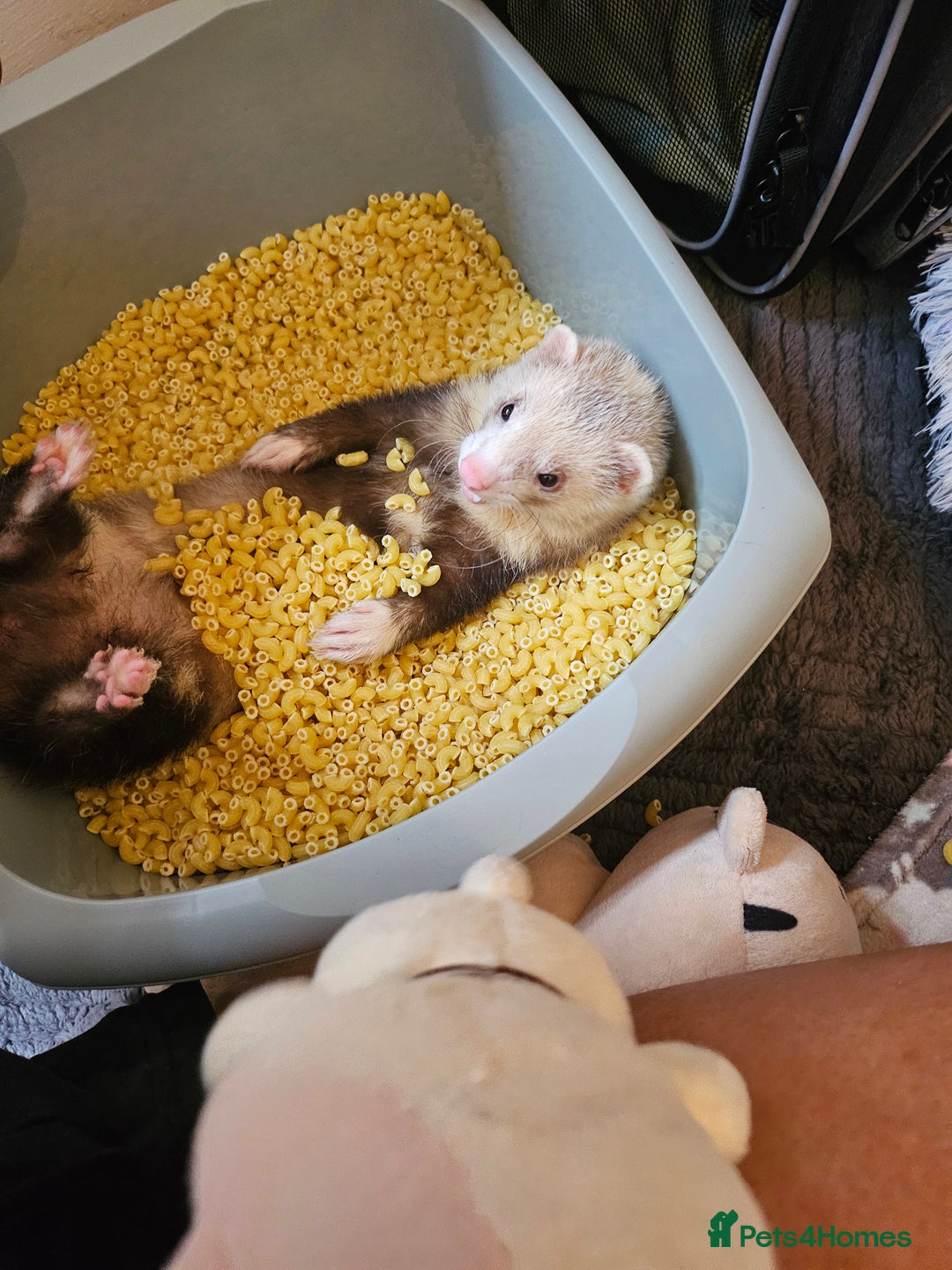 Ferret rodents for sale: Ferret kit to a good home  - Image 1
