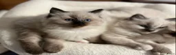 Ragdoll cats for sale: Ragdoll Kittens - Advert 17