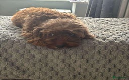 Cockapoo dogs for sale: Beautiful cockapoo puppies  - Image 12