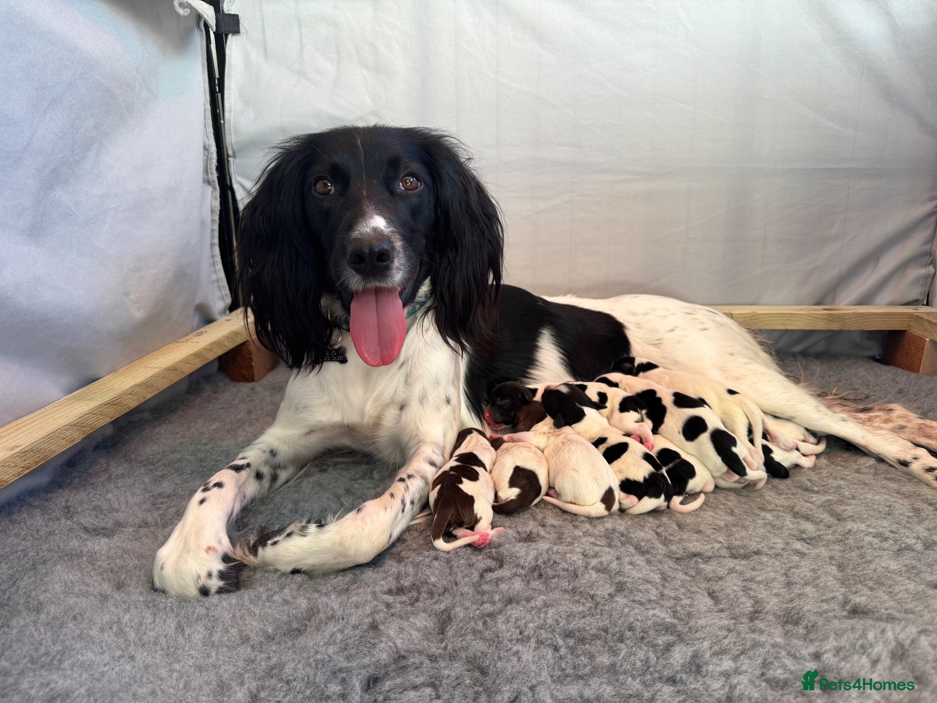 English Springer Spaniel dogs KC Champion bred Springer Spaniels - Advert 1