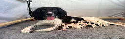 English Springer Spaniel dogs for sale: KC Champion bred Springer Spaniels - Advert 1
