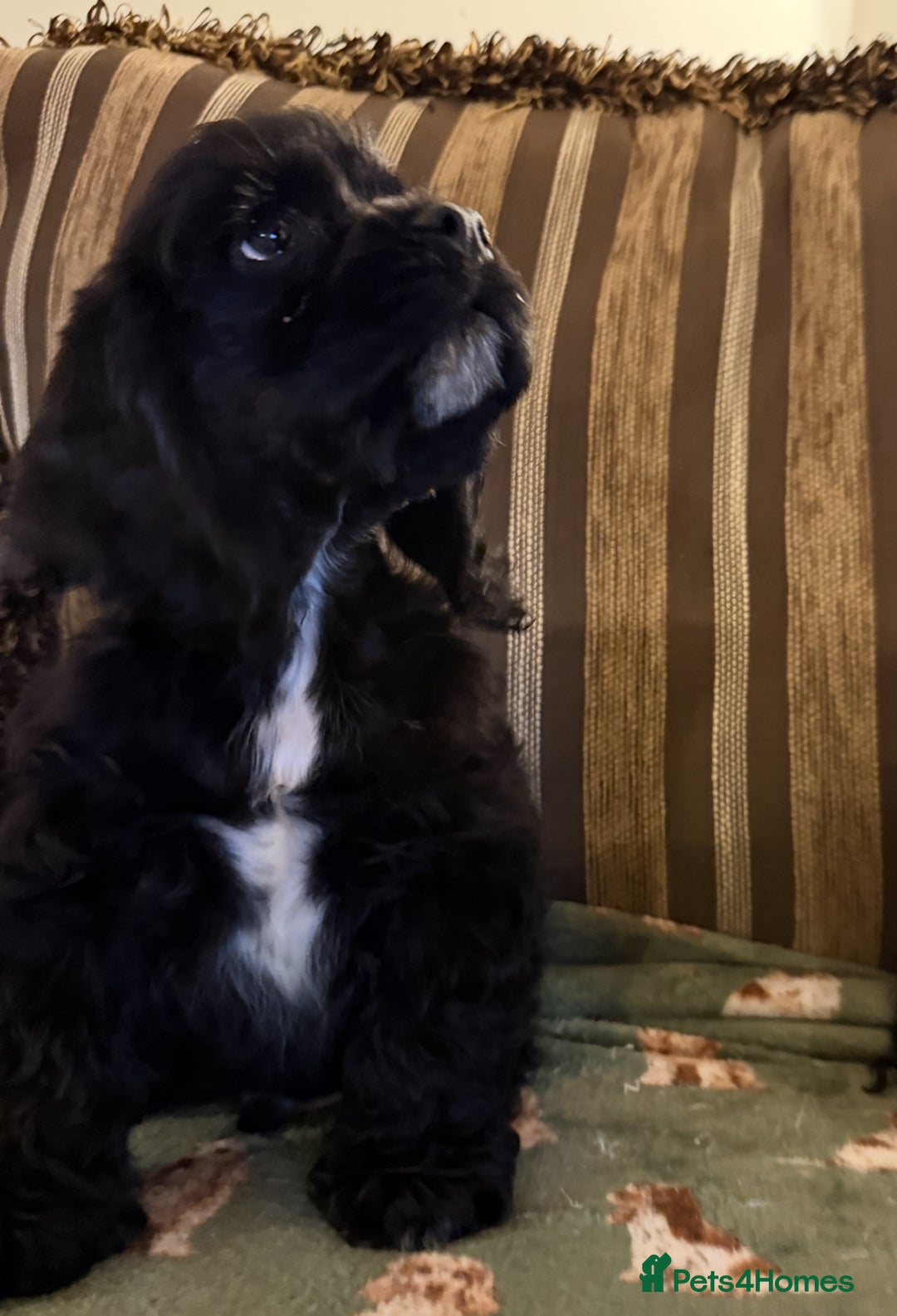 American Cocker Spaniel dogs for sale: Stunning KC American Cocker Spaniel  - Advert 5