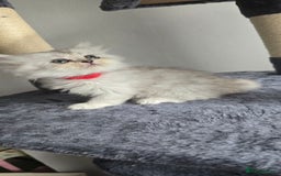 Persian cats for sale: Persian Kittens for Sale – Fluffy Bundles of Joy - Image 14