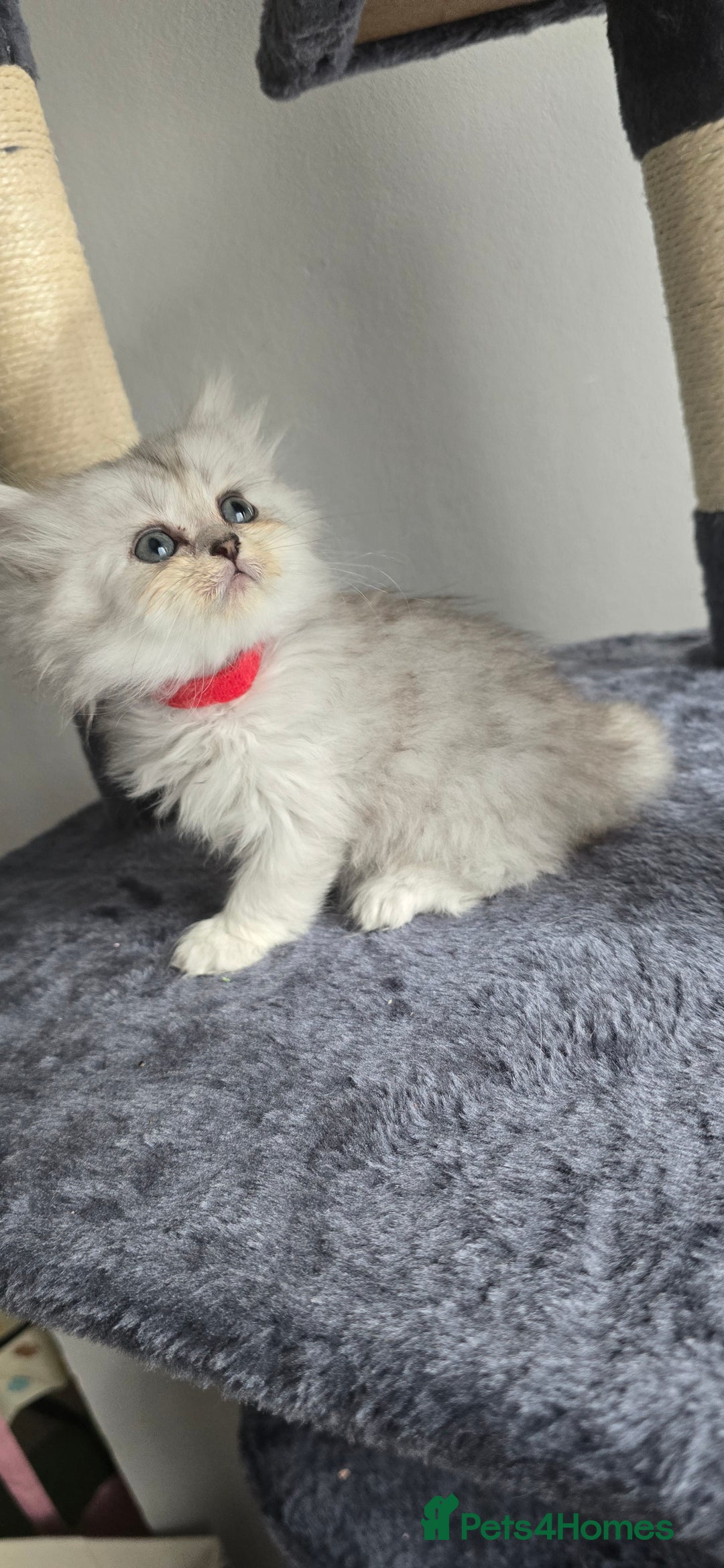 Persian cats for sale: Persian Kittens for Sale – Fluffy Bundles of Joy - Image 14