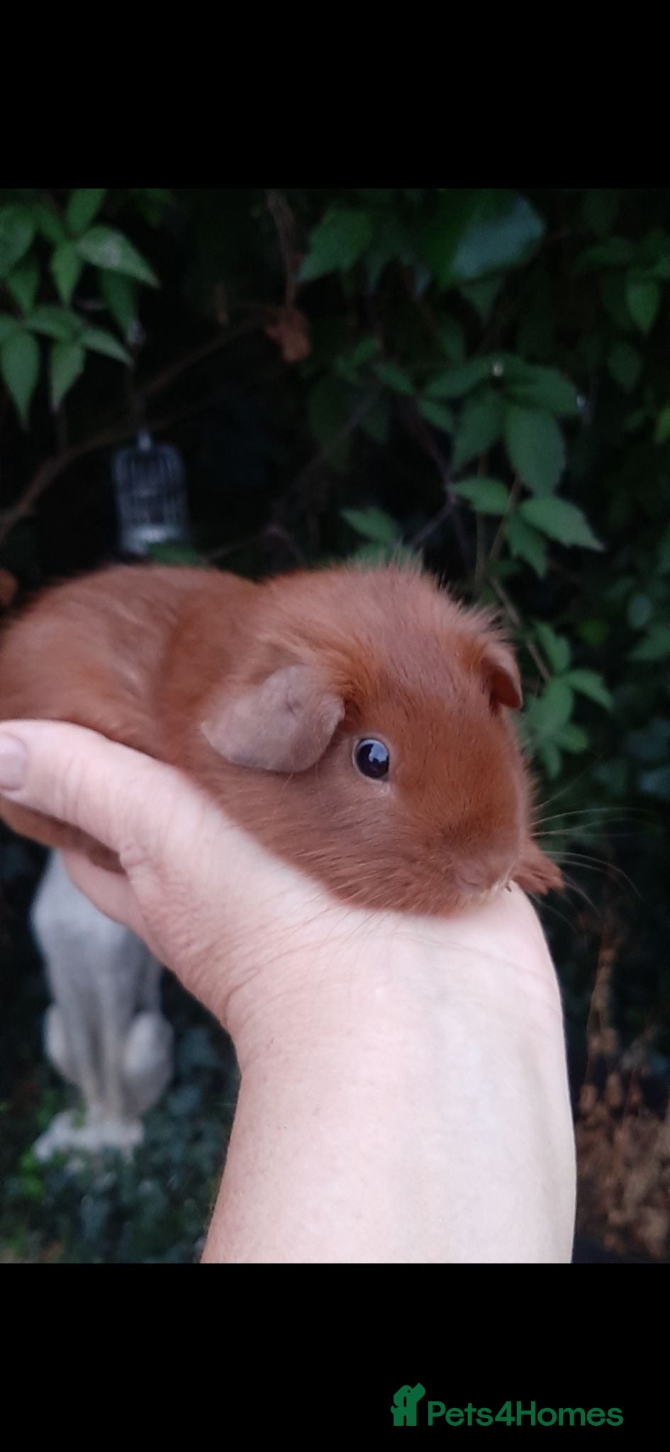 Guinea Pig rodents Guinea pig baby boys. - Advert 19