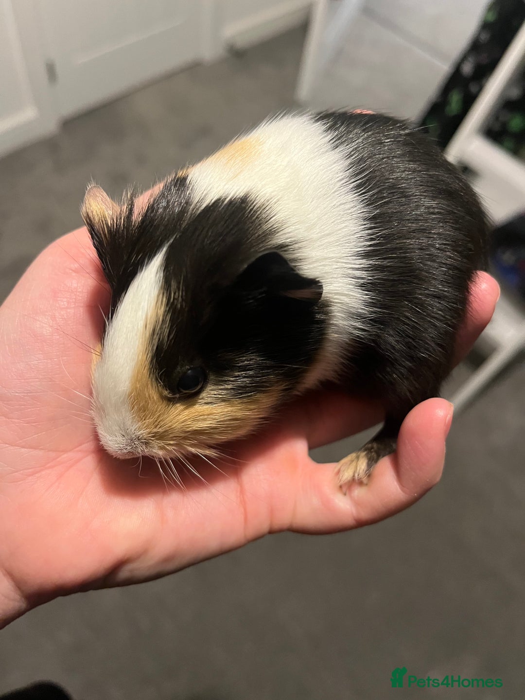 Guinea Pig rodents for sale: Boar guinea pigs looking for homes  - Advert 7