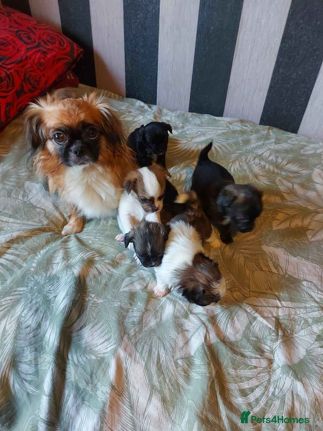 Mixed Breed dogs for sale: Our little additions  - Advert 3