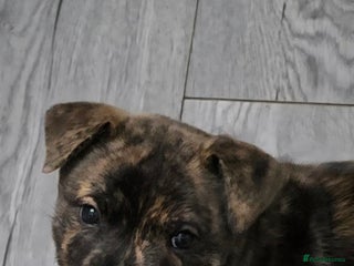 Mixed Breed dogs Chaffy puppies Chow x Staffy - Advert 11