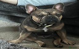 French Bulldog dogs for sale: Beautiful Luna needs a new home - Image 8