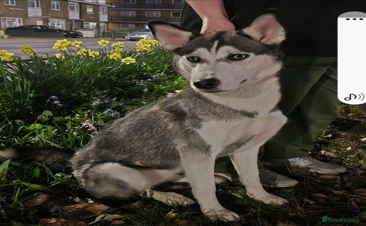 Siberian Husky dogs - Advert 1