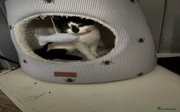 Brazilian Shorthair cats for sale: Needing a new home - Advert 1