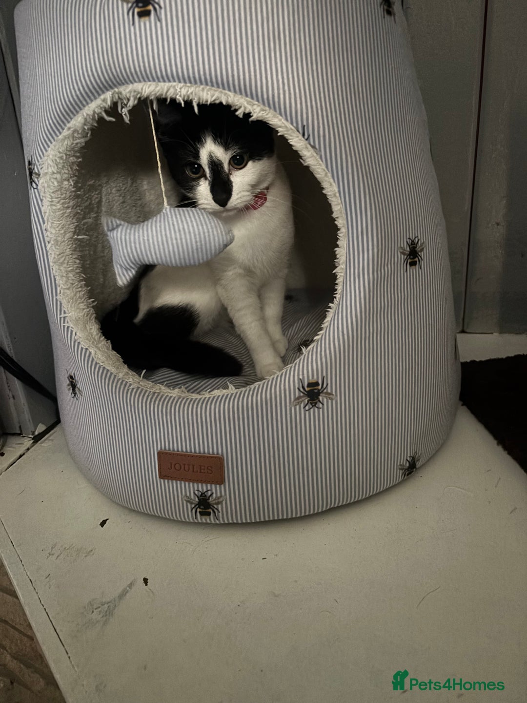 Brazilian Shorthair cats for sale: Needing a new home - Advert 1