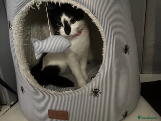 Brazilian Shorthair cats Needing a new home - Advert 1