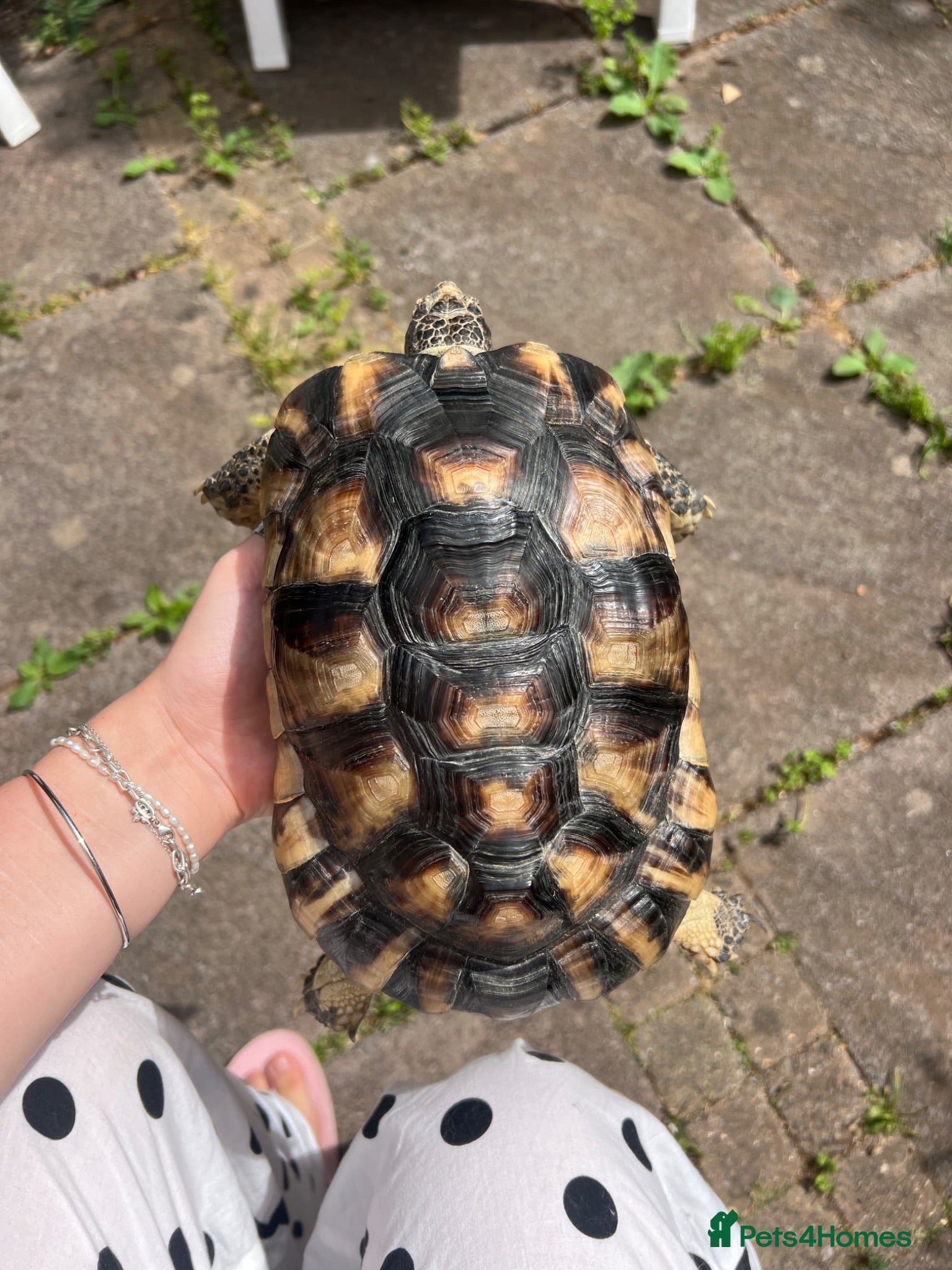 Tortoise reptiles Gorgeous marginated tortoise  - Advert 6
