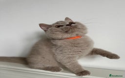 British Shorthair cats for sale: Ready🏡British Shorthair Chuky Kittens - Image 2