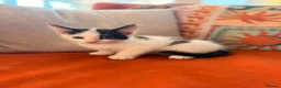 Russian Blue cats for sale: I have 5 beautiful kittens available  - Advert 14