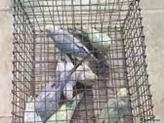 Parrots birds Mixed budgies in London - Advert 2