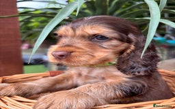 Cocker Spaniel dogs for sale: Beautiful Show Type KC registered Cocker Spaniels  - Image 20