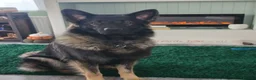 German Shepherd dogs for stud: 2year old Male for stud  - Advert 13
