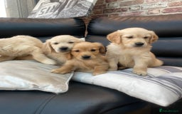 Golden Retriever dogs for sale: 5⭐️ Golden Retriever Puppies - Ready Soon ❤️🐶 - Image 1