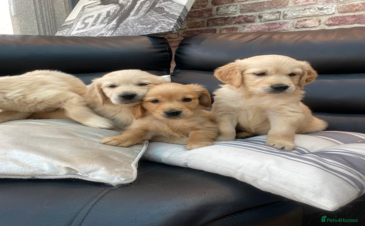 Golden Retriever dogs - Advert 2