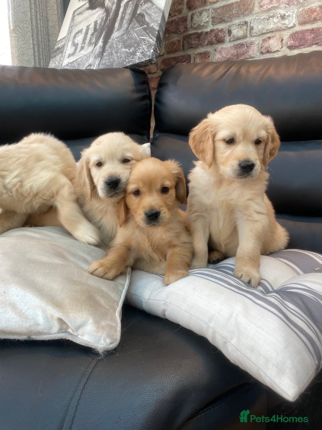 Golden Retriever dogs for sale: 5⭐️ Golden Retriever Puppies - Ready Soon ❤️🐶 - Image 1