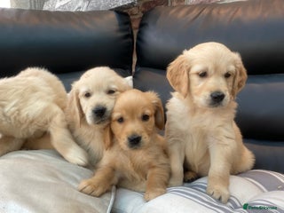 Golden Retriever dogs - Advert 11