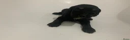 Cockapoo dogs for sale: Outstanding F1 Cockerpoo PuppiesExceptional Colour - Advert 16
