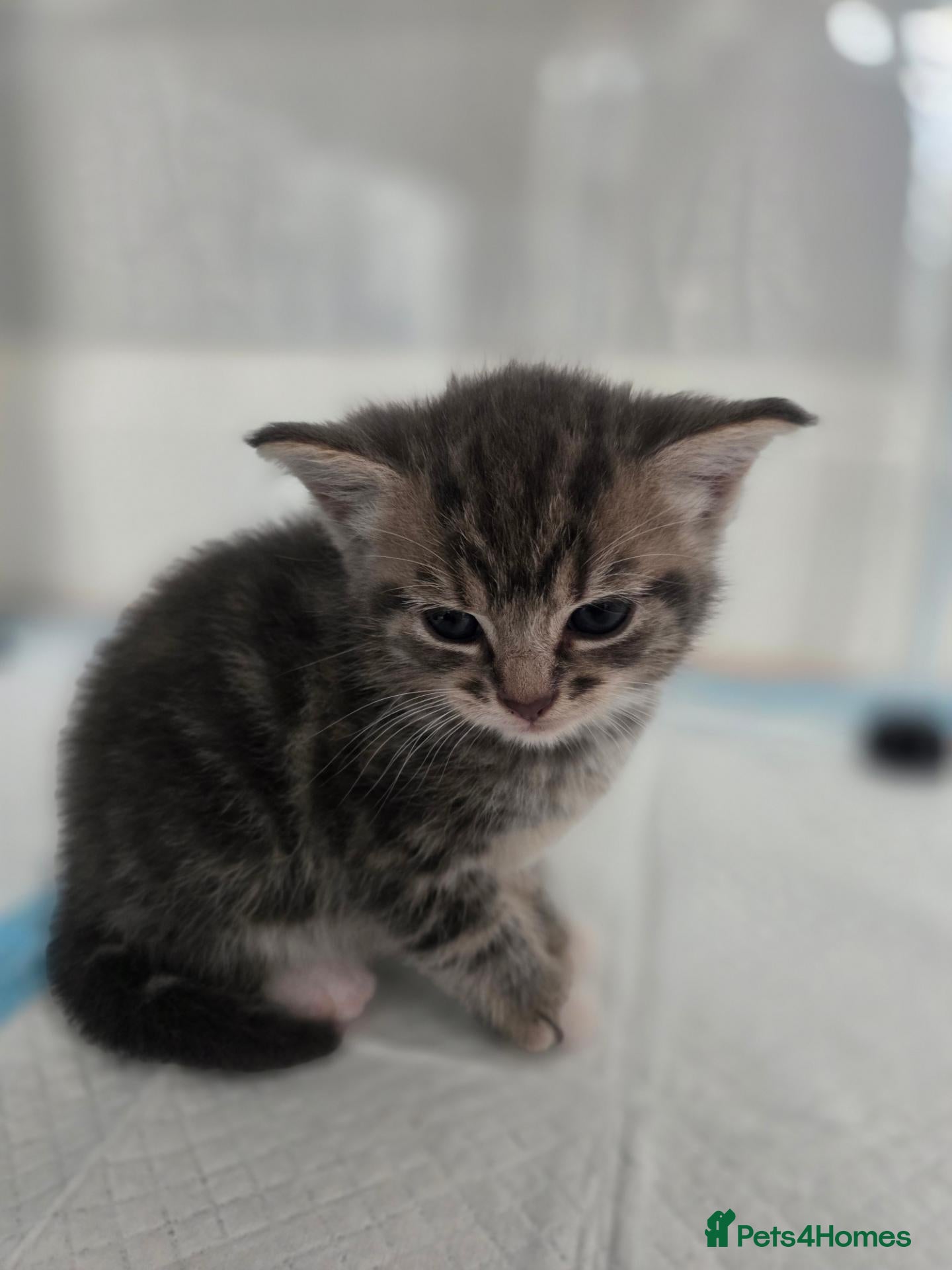 Mixed Breed cats  Two adorable boys looking for loving homes - Advert 1
