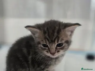 Mixed Breed cats Two adorable boys looking for loving homes - Advert 1