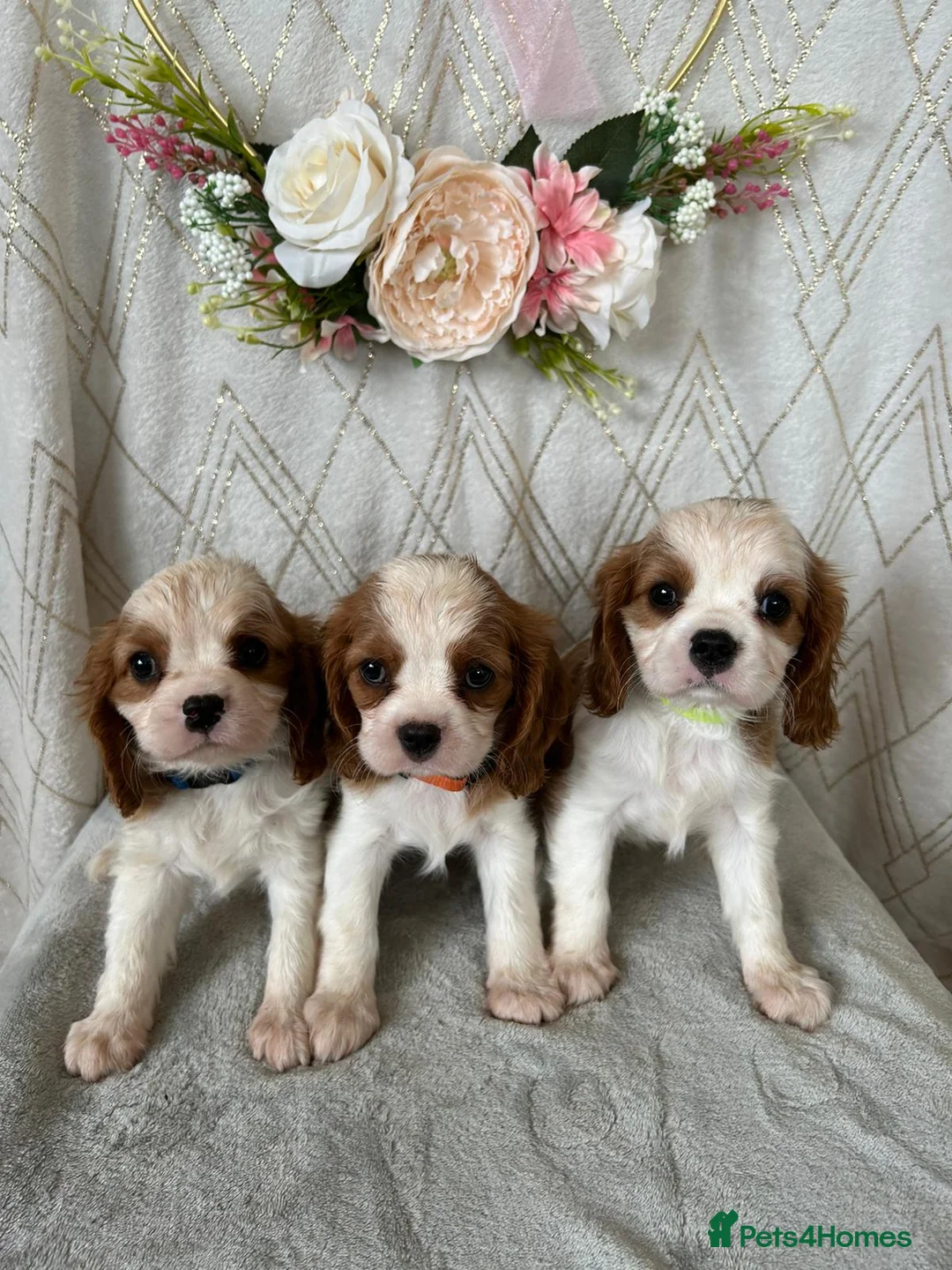 Cavalier King Charles Spaniel dogs for stud:  HEALTH TESTED kc cavalier king charles for stud  in Bedford - Advert 5