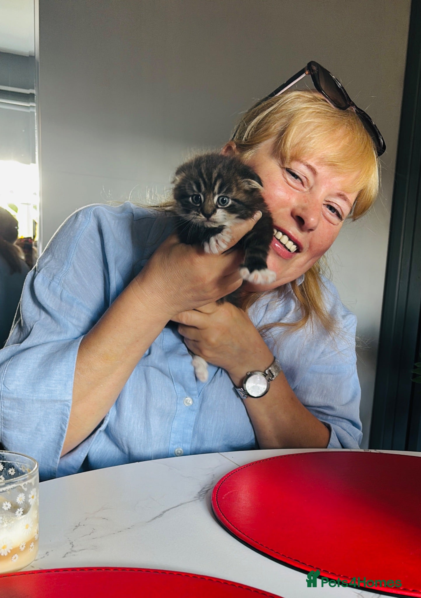 Scottish Fold cats Scotish fold long hair - Advert 3