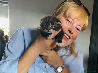 Scottish Fold cats Scotish fold long hair - Advert 3