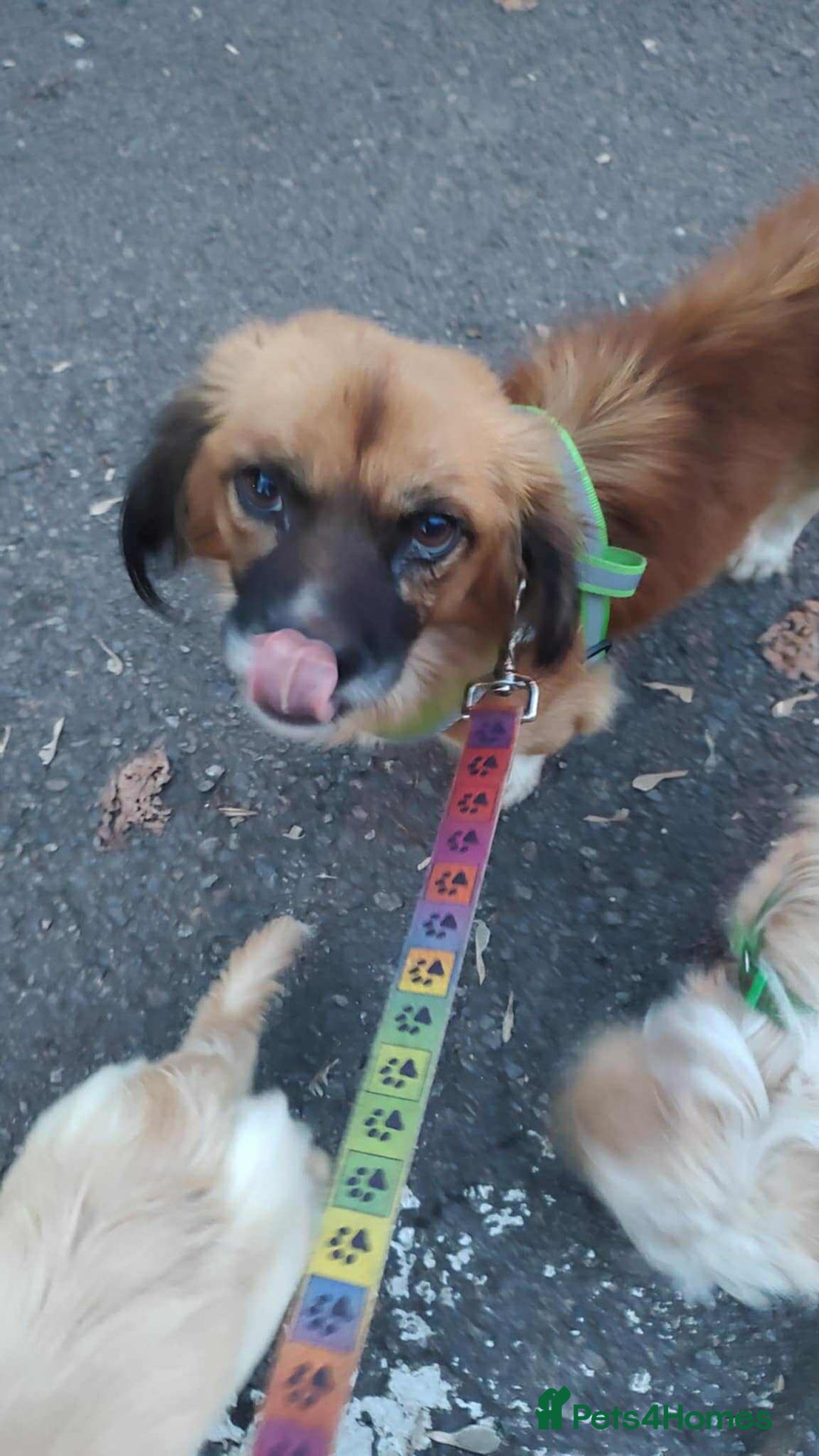 Mixed Breed dogs for adoption: 🐾 Meet Crunchie 🐾 - Advert 7