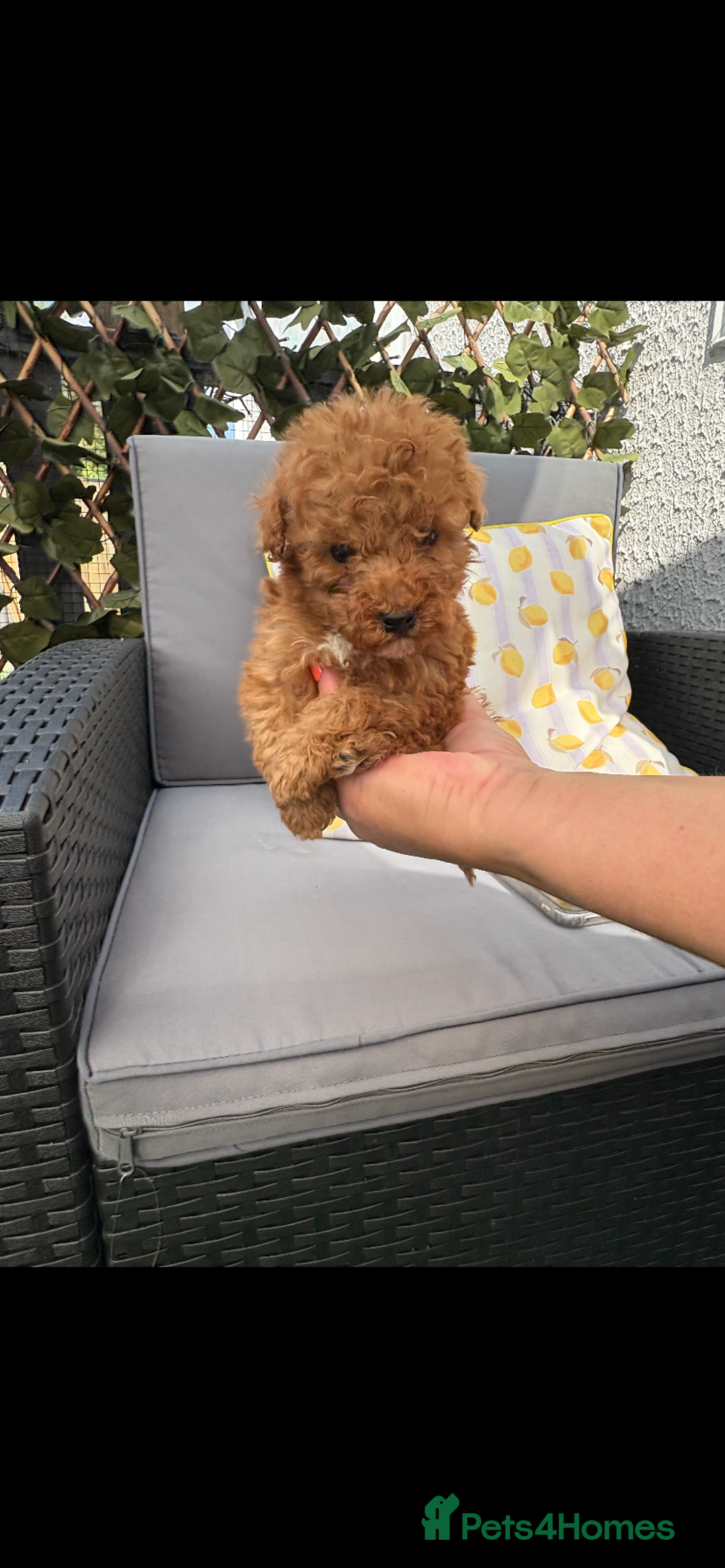 Poodle dogs for sale: Toy poodle puppies for sale  - Image 27