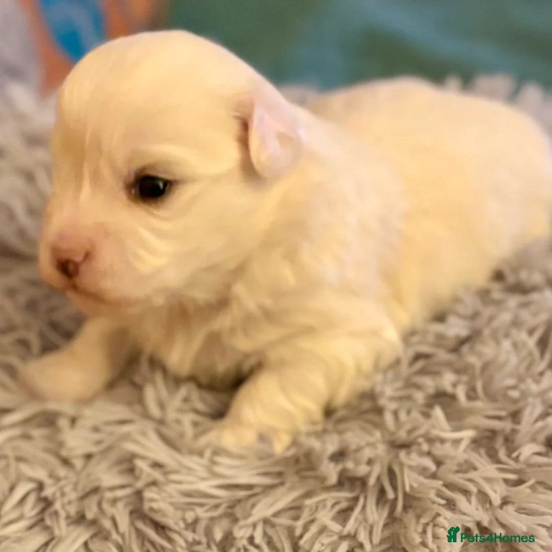 Coton De Tulear dogs for sale: K.C reg Coton de Tulear Puppies inc World Champion - Advert 3