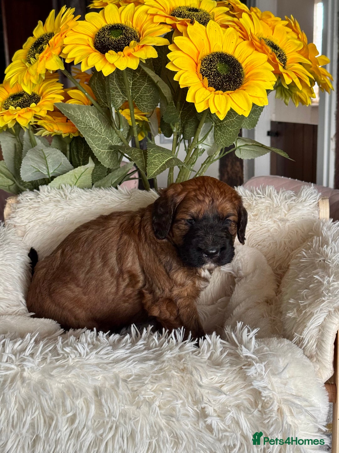 Saint Bernard dogs for sale: F1 st doodles puppies for sale - Image 34