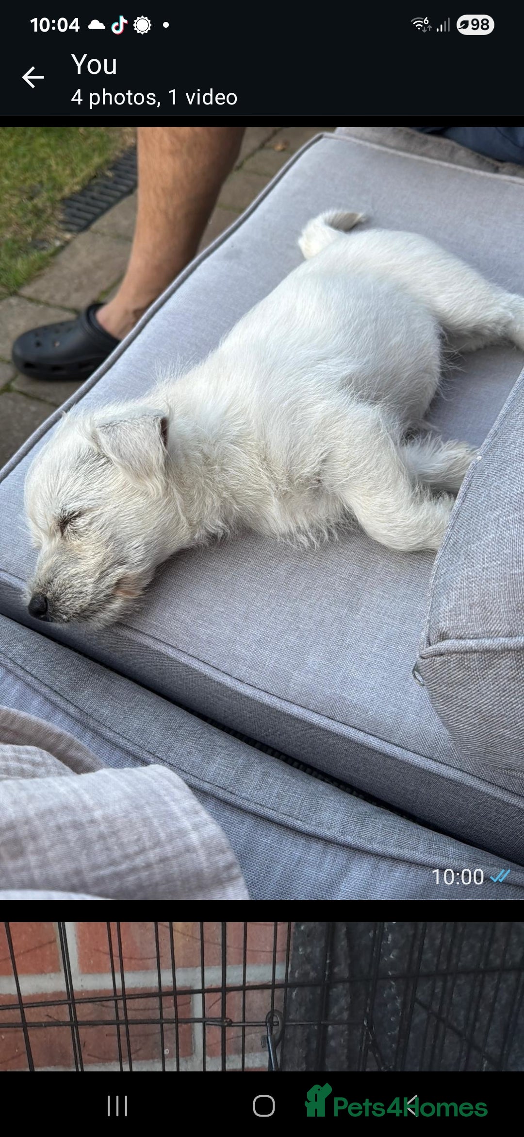 West Highland Terrier dogs for sale: White West highland terrier - Image 3
