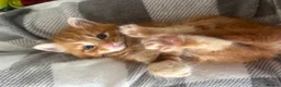 Domestic Shorthair cats for sale: 6 gorgeous kittens looking for loving home - Advert 8