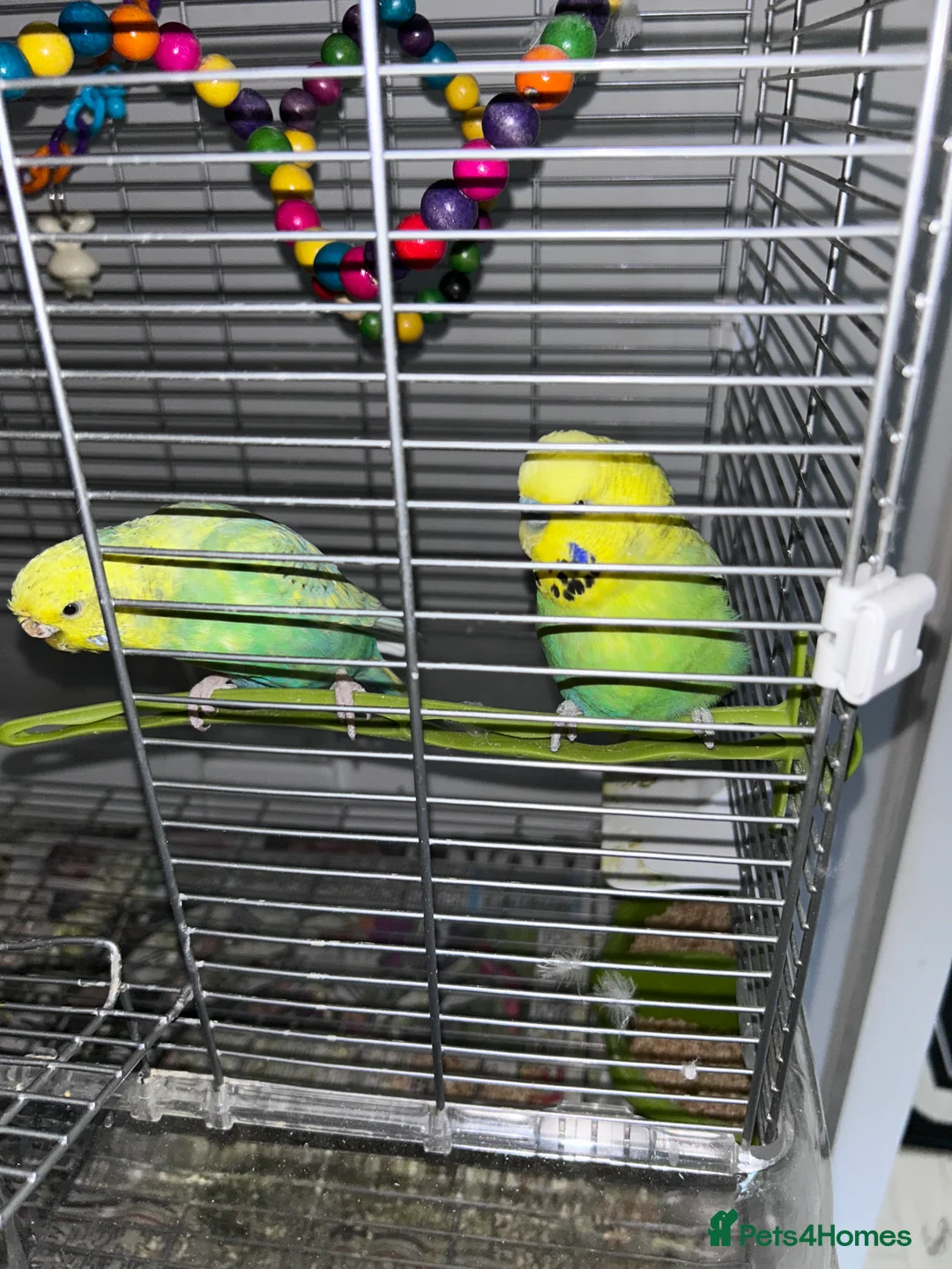 Budgerigars birds for sale: Budgies x 2 with cage - Advert 2